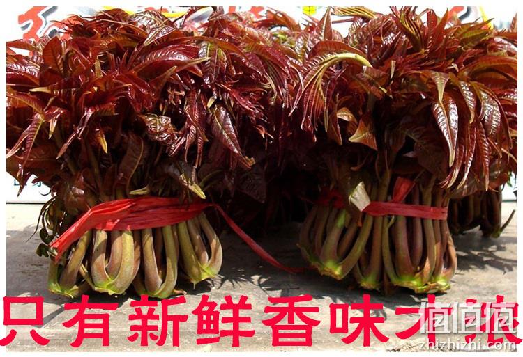山东泰山农特产 头茬新鲜香椿芽 1斤 12.9元顺丰冷链 值值值-买手聚集的地方