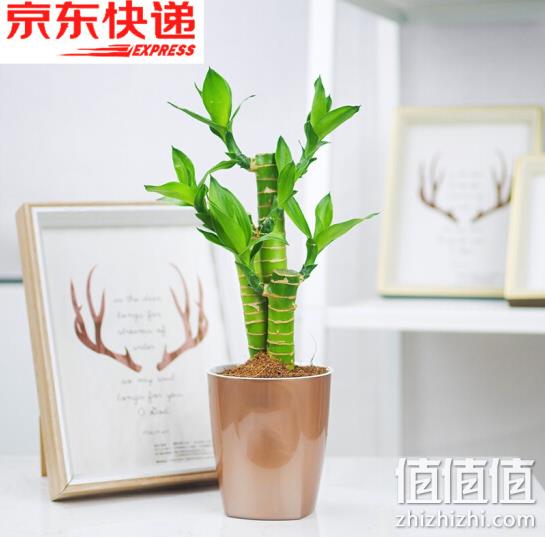 白菜！绿航绿萝 90富贵竹金属棕盆 2.9元包邮 值值值-买手聚集的地方