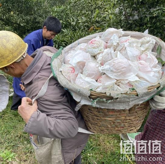 净含量2.4kg，百觅 春见耙耙柑 精品果 26.9元包邮 值值值-买手聚集的地方