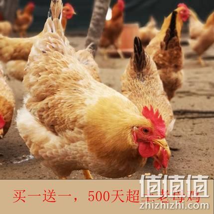 鑫杨 淮南农家乡村土老母鸡 2只共4-5斤 44.9元包邮 值值值-买手聚集的地方