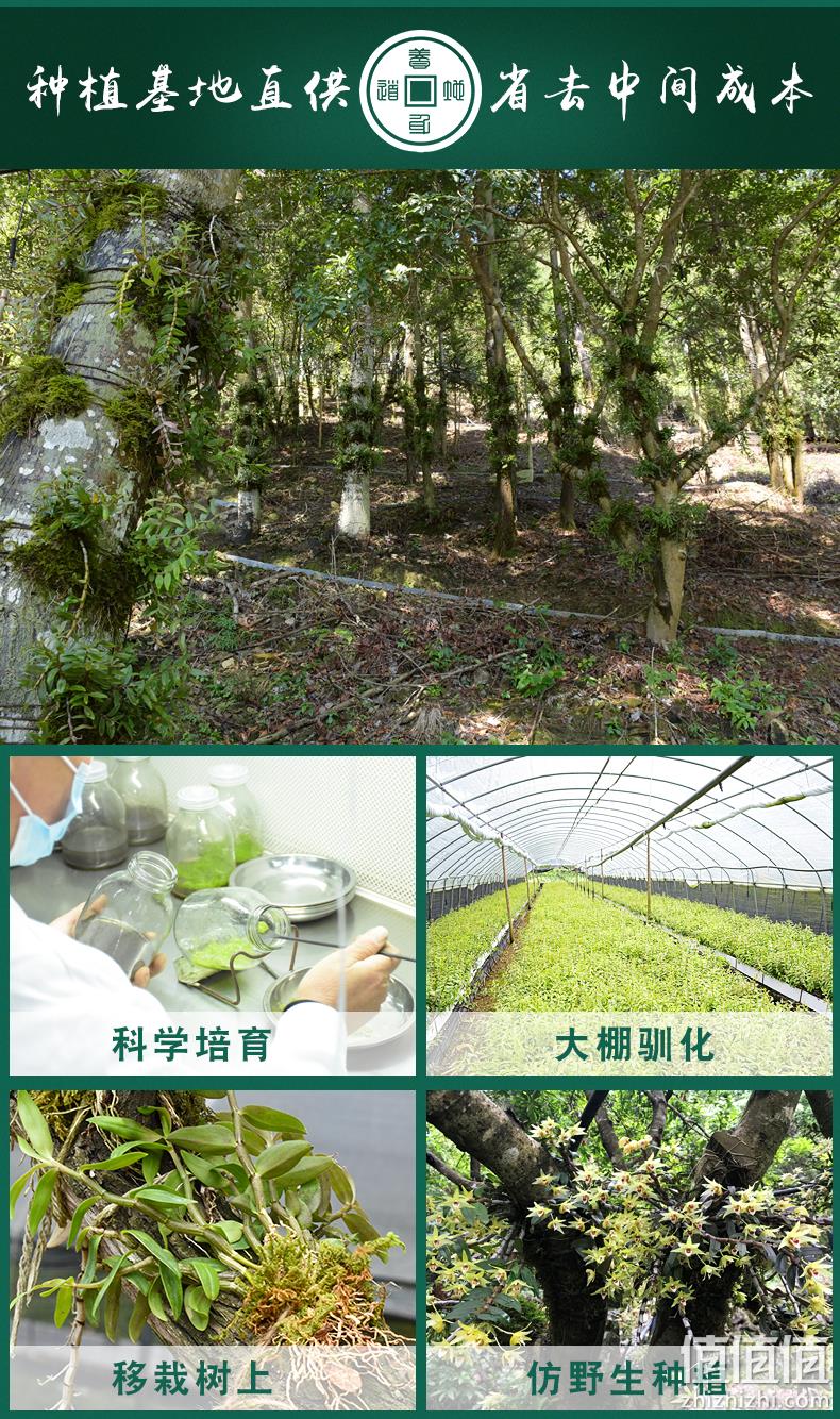 每日农经采访品牌，滋阴补肾抗疲劳：10克 道地养生 铁皮石斛 7元包邮 值值值-买手聚集的地方