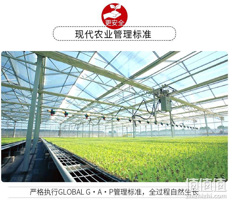 北京奥运食物经销商：5斤 绿旅人 山东省红富士苹果 80~85mm 双向特惠18.9元包邮 值值值-买家集聚的地区