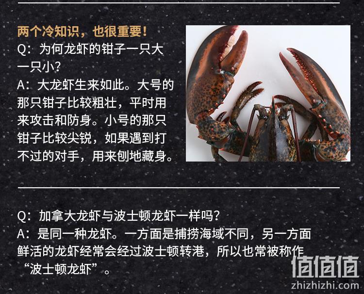 味库海产品 新鲜波士顿龙虾 450g-550g/只 身亡赔付 券后229元包邮 值值值-买家集聚的地区