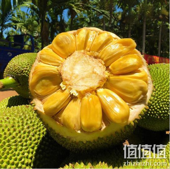 沃多鲜 海南黄肉菠萝蜜 20-25斤装 plus会员54.9元包邮 值值值-买手聚集的地方