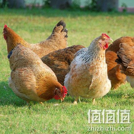 温氏 供港老母鸡 黄羽鸡 1kg 31.93元包邮 值值值-买手聚集的地方