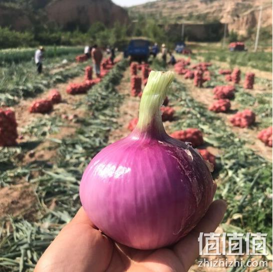 唐鲜生 山西紫皮洋葱 毛重5斤 13.8元包邮 值值值-买手聚集的地方