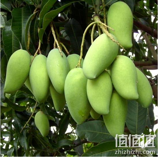 邮村 金煌芒 净重8.5-9斤 plus会员24.9元包邮 值值值-买手聚集的地方