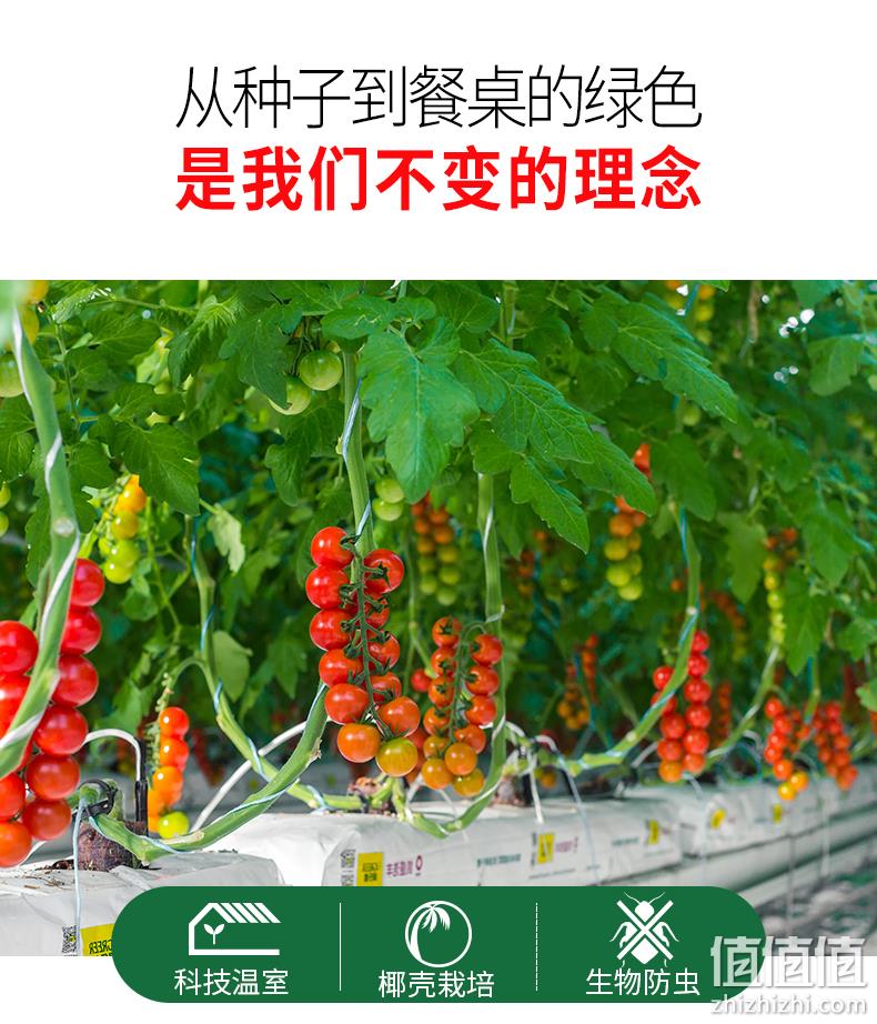 物理防虫,无激素不打药:5斤 绿行者 透心红番茄 19.9元包邮顺丰 值值值-买手聚集的地方