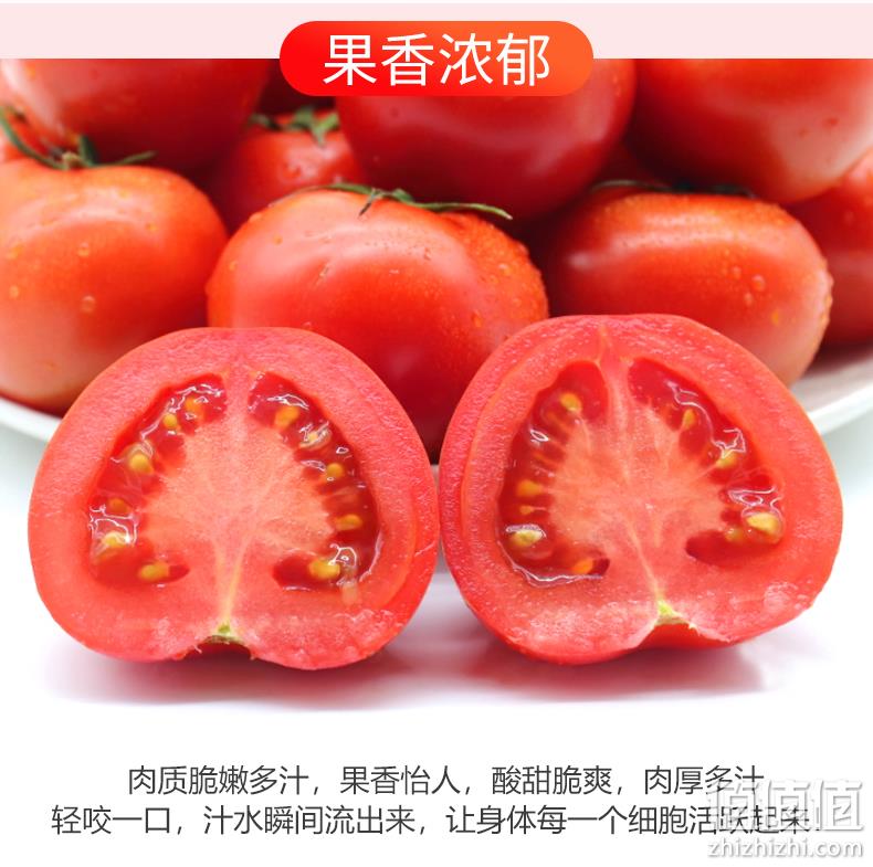 物理防虫,无激素不打药:5斤 绿行者 透心红番茄 19.9元包邮顺丰 值值值-买手聚集的地方