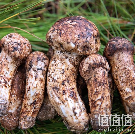 京觅 香格里拉新鲜松茸 500g组合装 69元包邮 值值值-买手聚集的地方