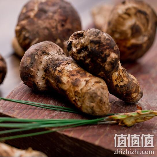 京觅 香格里拉新鲜松茸 500g组合装 69元包邮 值值值-买手聚集的地方