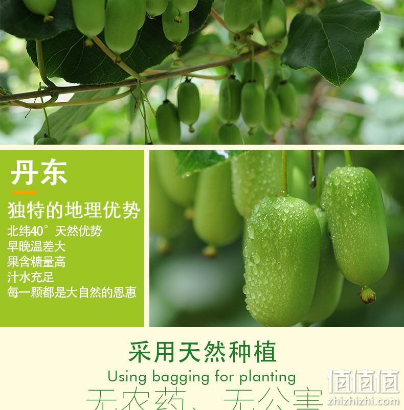 软嫩多汁、维C之王!魅可 丹东特产 新鲜软枣猕猴桃 19.9元顺丰包邮 值值值-买手聚集的地方