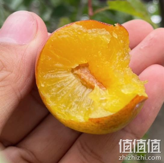 心疆甜 新疆法兰西西梅 精选3斤 礼盒装 49.9元 值值值-买手聚集的地方