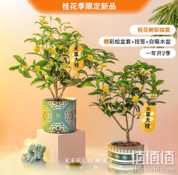 花点时间 桂花树盆栽 39.9元包邮 值值值-买手聚集的地方