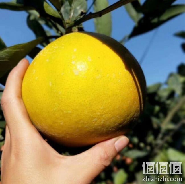 唐鲜生 黄金葡萄柚 5斤彩箱装（3-5个） 18.6元包邮 值值值-买手聚集的地方
