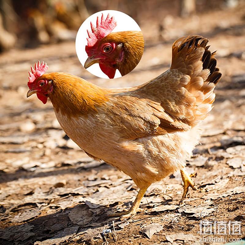 神价格！春节发货、当天宰杀！3只x750g 农家散养三黄鸡 劵后59.9元包邮顺丰冷链 值值值-买手聚集的地方