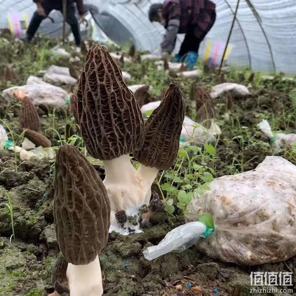 豫菇芝缘 新鲜羊肚菌 500g 59.9元包邮 值值值-买手聚集的地方