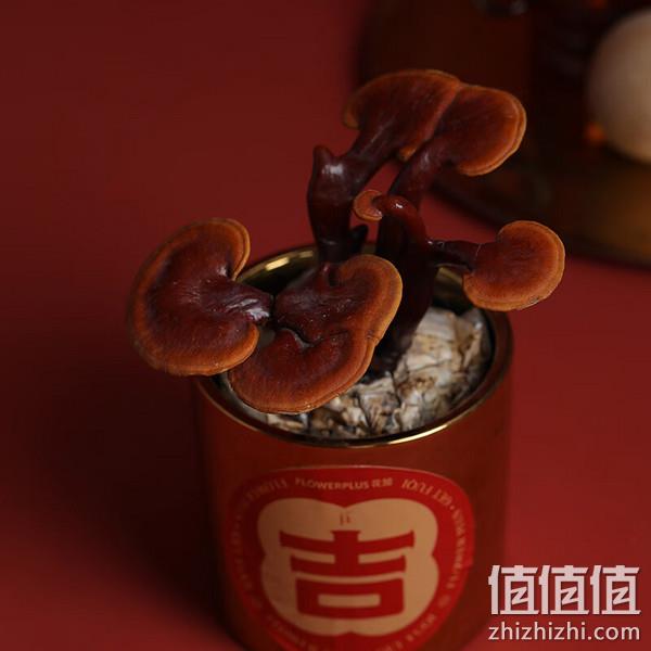 FlowerPlus 花加 年宵灵芝-金属盆植物盆栽 39元包邮（需领券） 值值值-买手聚集的地方