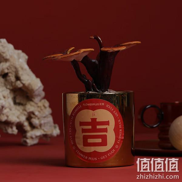 FlowerPlus 花加 年宵灵芝-金属盆植物盆栽 39元包邮（需领券） 值值值-买手聚集的地方