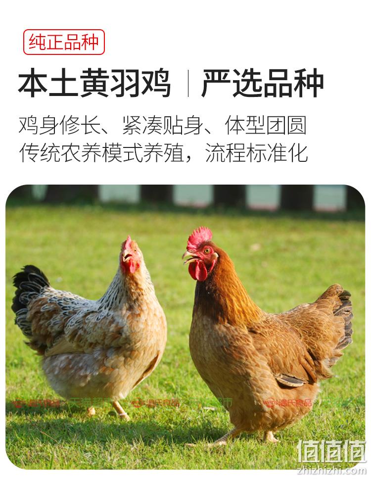 上市公司出品，温氏 土鸡农家散养三黄鸡 800g 29.35元包邮（拍2折27.93元/只） 值值值-买手聚集的地方