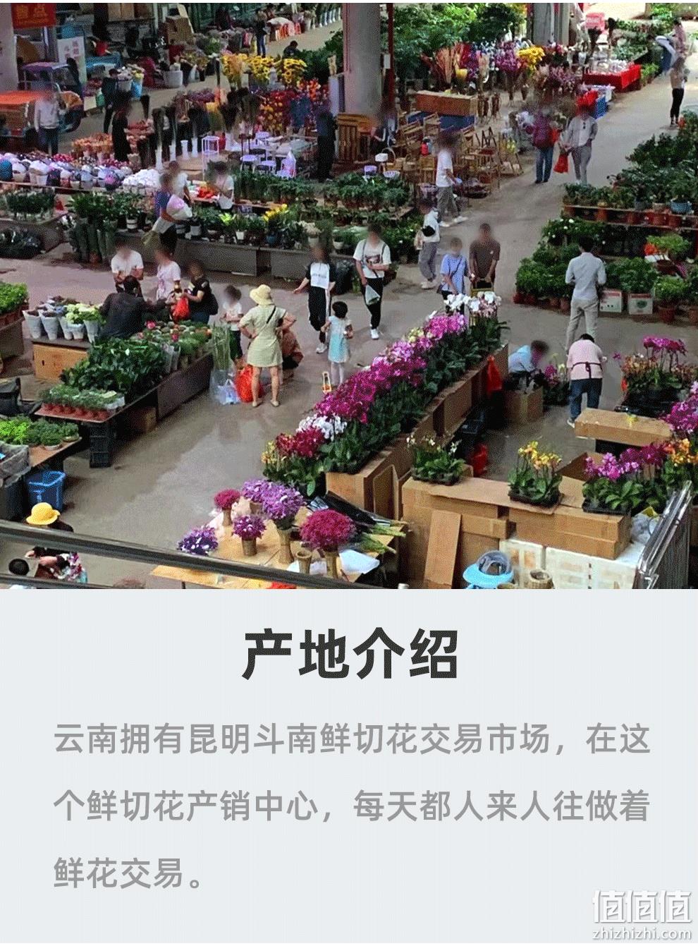 新年装饰，源生鲜 云南基地直发 年宵花银柳鲜枝干插花 20枝 12.9元包邮（需领券） 值值值-买手聚集的地方