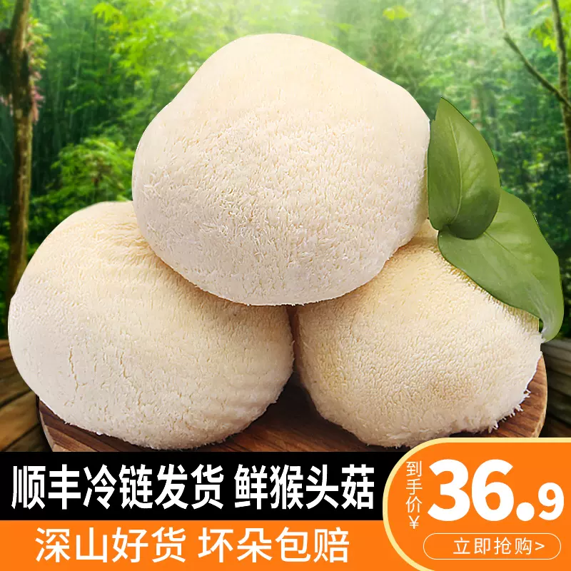 福建特产，古松 新鲜猴头菇2斤（约6-10个） 26.9元顺丰包邮（需领券） 值值值-买手聚集的地方