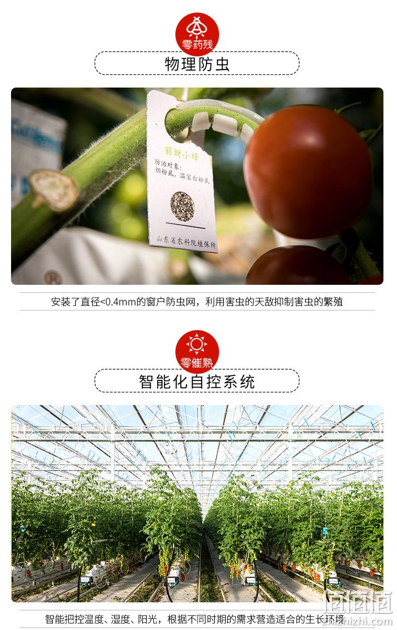 北京奥运会食材供应商，绿行者 桃太郎小粉番茄新鲜西红柿5斤 29.9元包邮（需领券） 值值值-买手聚集的地方