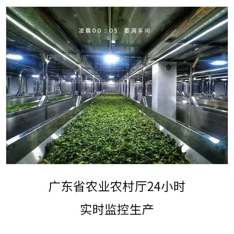 广东茶科所品牌，鸿雁 英德绿茶一级袋装250g 29.9元包邮（需领券） 值值值-买手聚集的地方