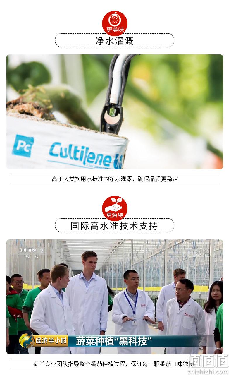 北京奥运会食材供应商，绿行者 桃太郎小粉番茄新鲜西红柿5斤 29.9元包邮（需领券） 值值值-买手聚集的地方