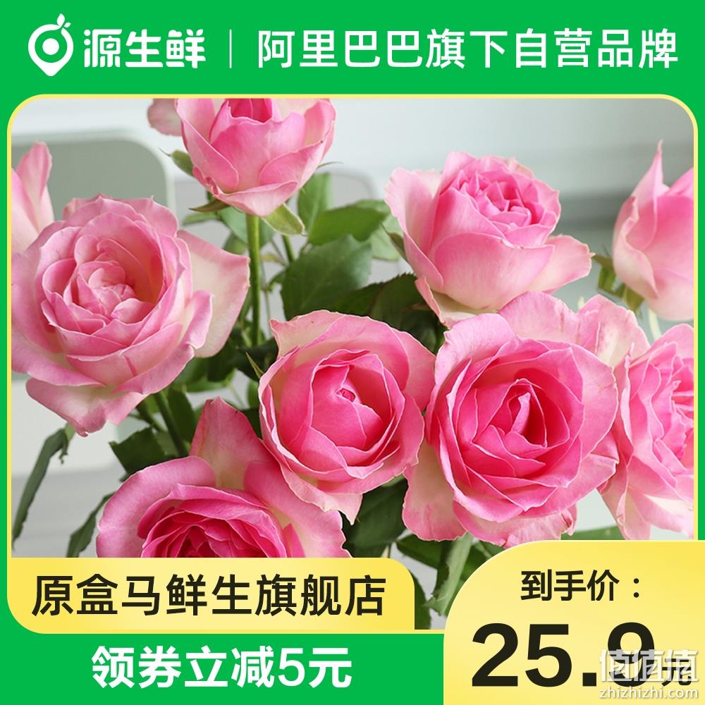 盒马 源生鲜 云南基地直供 随机色玫瑰花鲜花速递 10支 23.9元包邮（需领券） 值值值-买手聚集的地方