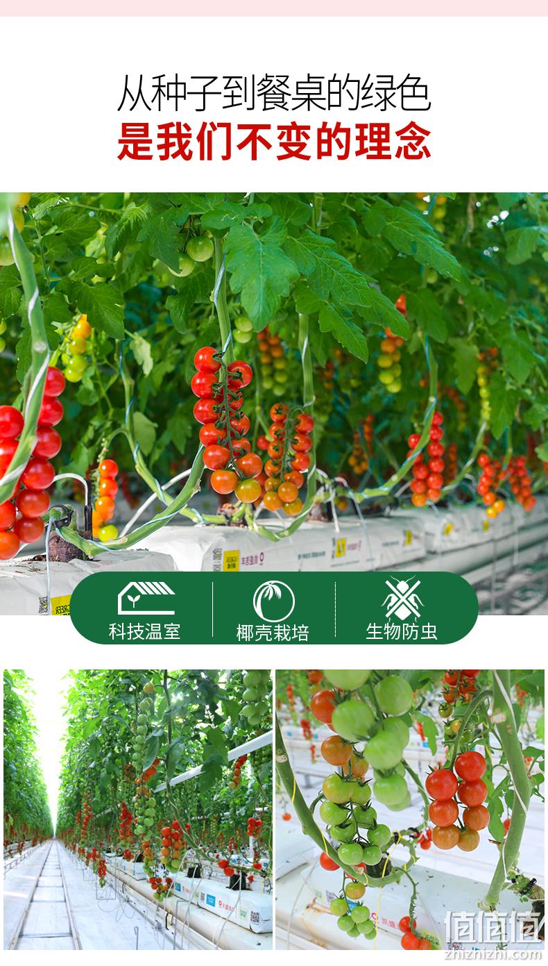 绿行者 红又红红番茄 5斤装 新低14.9元包邮（需领券） 值值值-买手聚集的地方