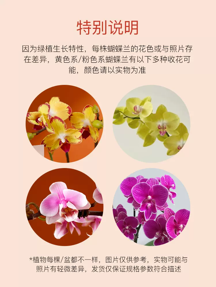 花点时间 蝴蝶兰鲜花盆栽 39.9元包邮（需领券） 值值值-买手聚集的地方