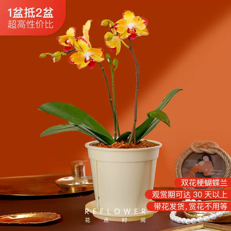花点时间 蝴蝶兰鲜花盆栽 39.9元包邮（需领券） 值值值-买手聚集的地方