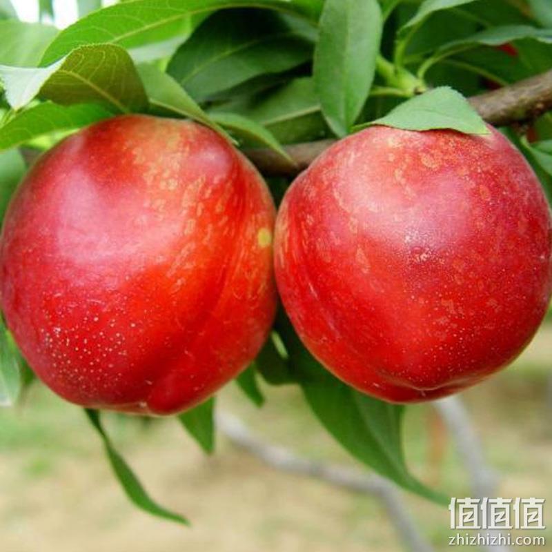 菜鸟自营品牌，挑枣儿 山西黄油桃 5斤 27.9元包邮（需领券） 值值值-买手聚集的地方
