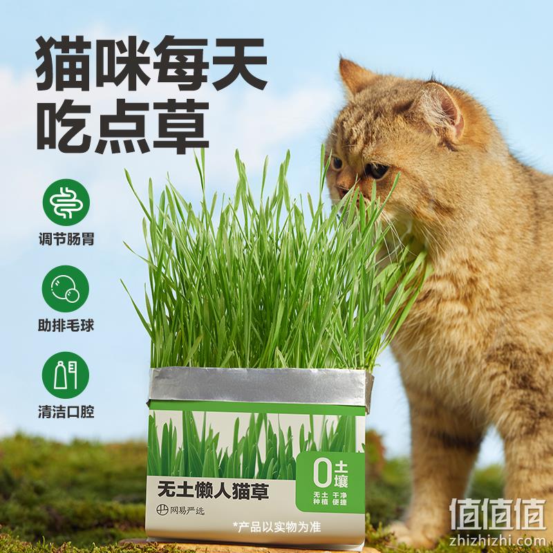 网易严选 懒人无土猫草盆栽*3包 16.9元包邮（需领券） 值值值-买手聚集的地方