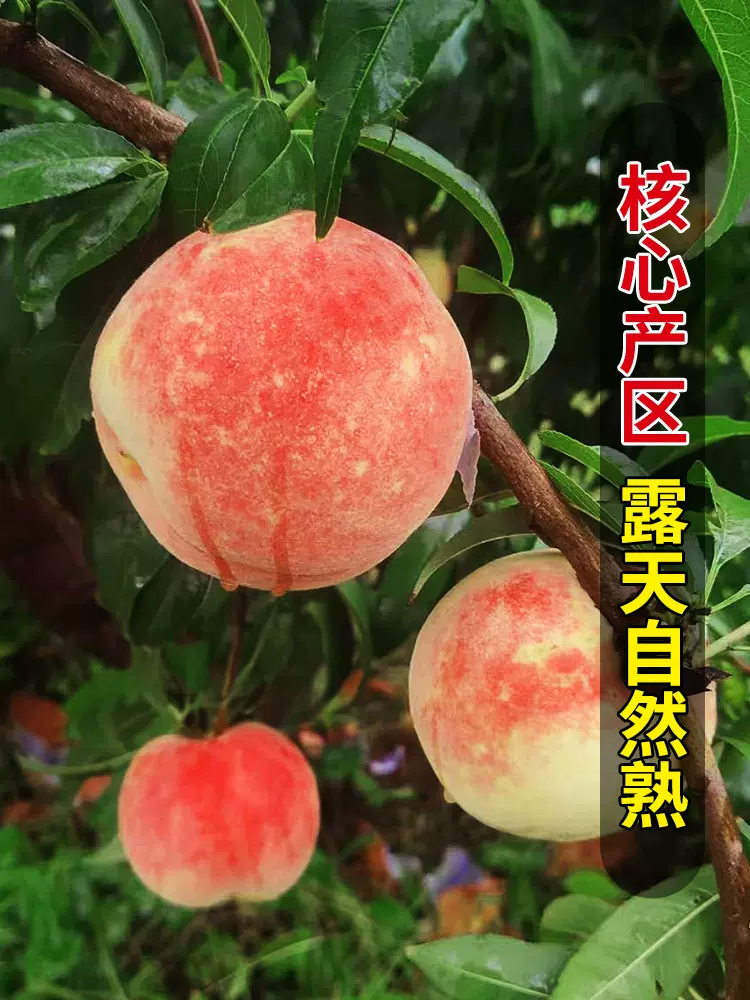 果香蔻 蒙阴鲁元1号水蜜桃 5斤 23.9元包邮（需领券） 值值值-买手聚集的地方