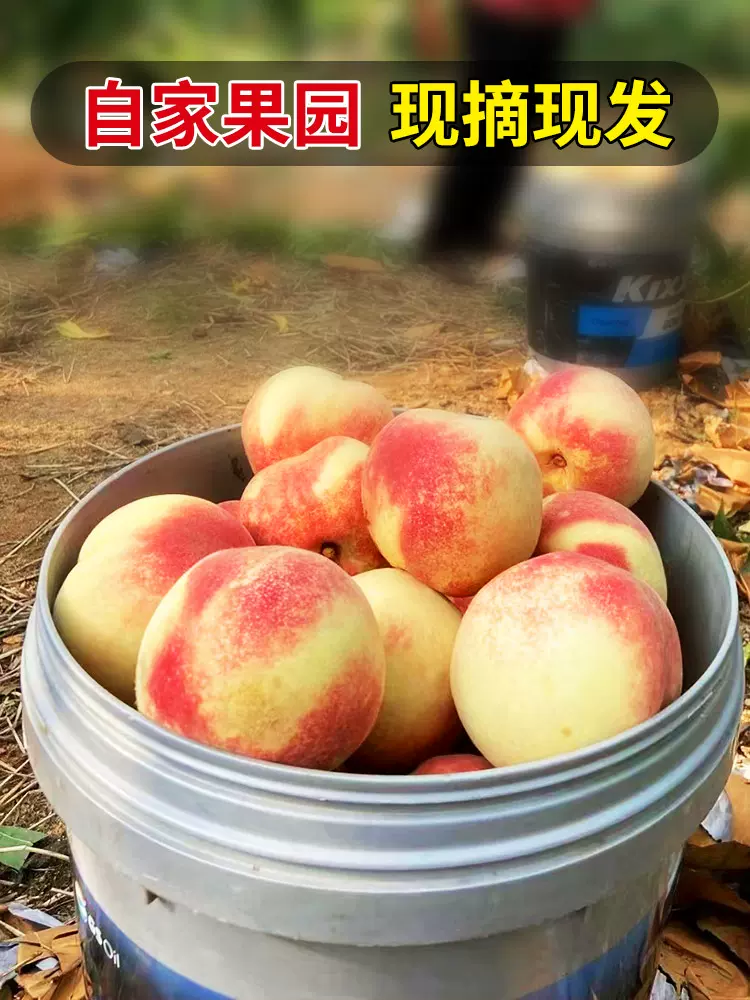 果香蔻 蒙阴鲁元1号水蜜桃 5斤 23.9元包邮（需领券） 值值值-买手聚集的地方