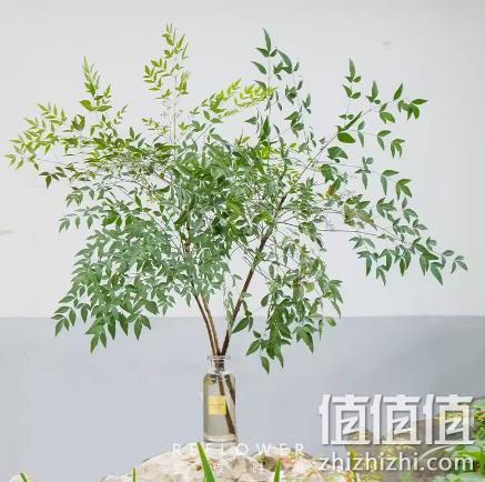 花点时间 60cm 南天竹2支 39.9元起包邮 值值值-买手聚集的地方