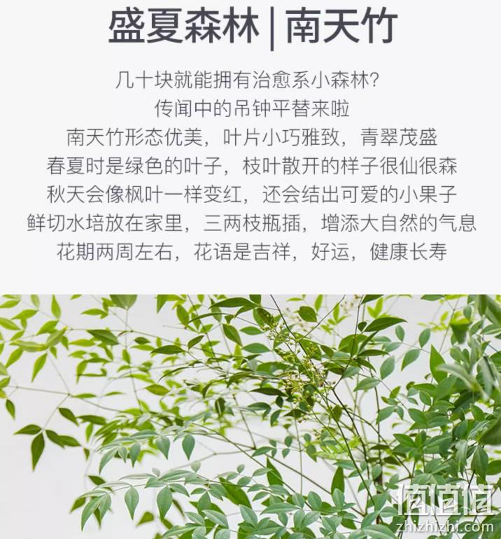 花点时间 60cm 南天竹2支 39.9元起包邮 值值值-买手聚集的地方