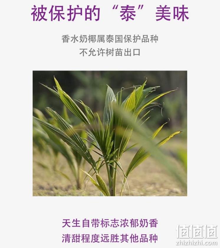 Joyvio 佳沃 泰国进口 易开香水椰青 9个/单果850g起 新低104.9元包邮（11.67元/个） 值值值-买手聚集的地方