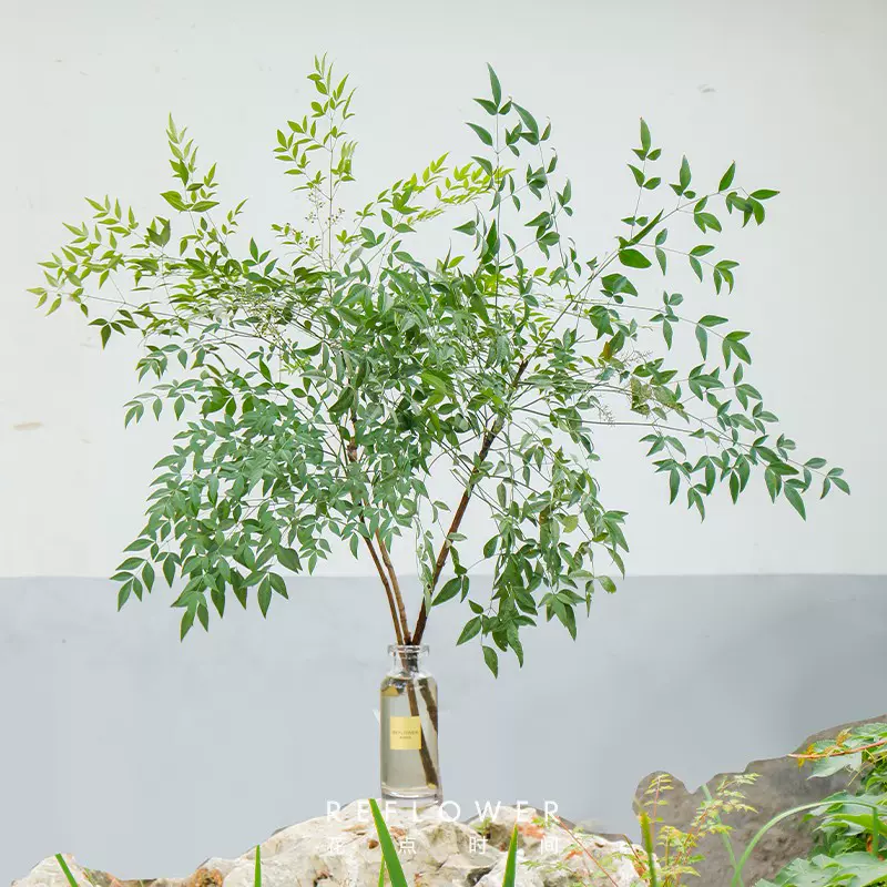 花点时间 夏天绿植水培天堂鸟/南天竹 2枝装 送花瓶 29.9元包邮（需领券） 值值值-买手聚集的地方