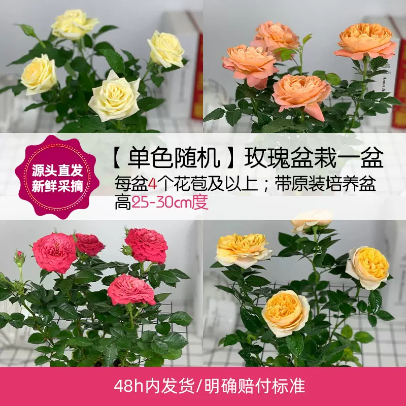 花点时间 玫瑰盆栽/发财树 19.9元包邮（需领券） 值值值-买手聚集的地方