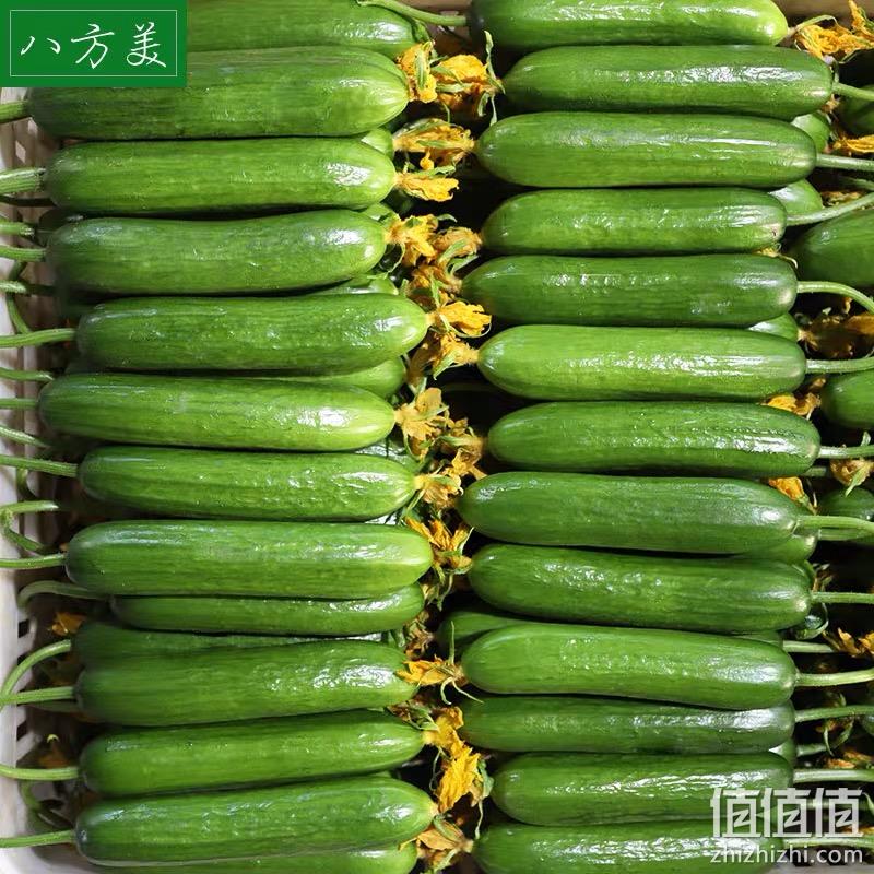 八方美 寿光新鲜水果小黄瓜 5斤 16.8元包邮（需领券） 值值值-买手聚集的地方