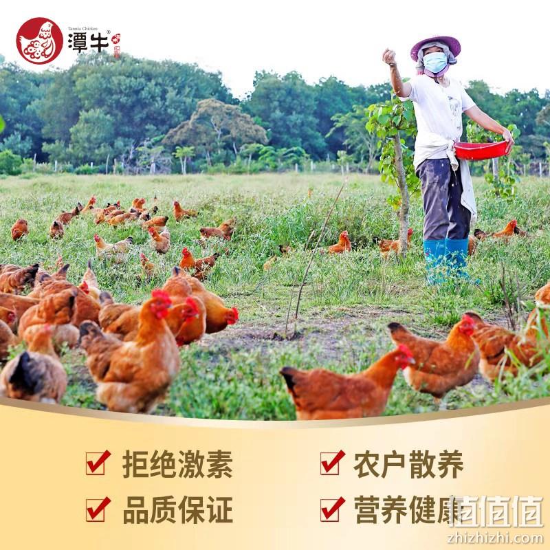 潭牛 果林散养110天正宗文昌鸡小公鸡 1kg*3件 109元包邮（36.33元/件） 值值值-买手聚集的地方