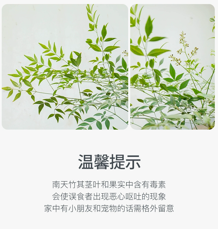 花点时间 60cm 南天竹2支 39.9元起包邮 值值值-买手聚集的地方
