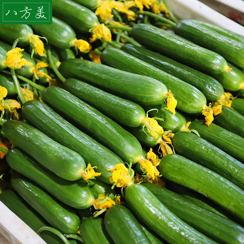 八方美 寿光新鲜水果小黄瓜 5斤 19.8元包邮（需领券） 值值值-买手聚集的地方