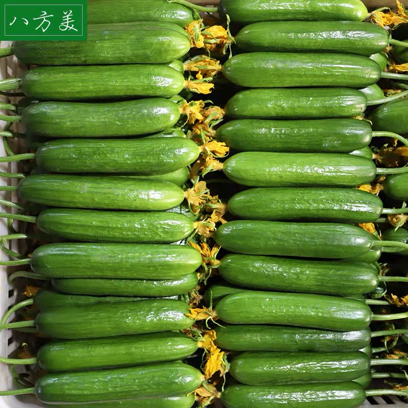 八方美 寿光新鲜水果小黄瓜 5斤 19.8元包邮（需领券） 值值值-买手聚集的地方