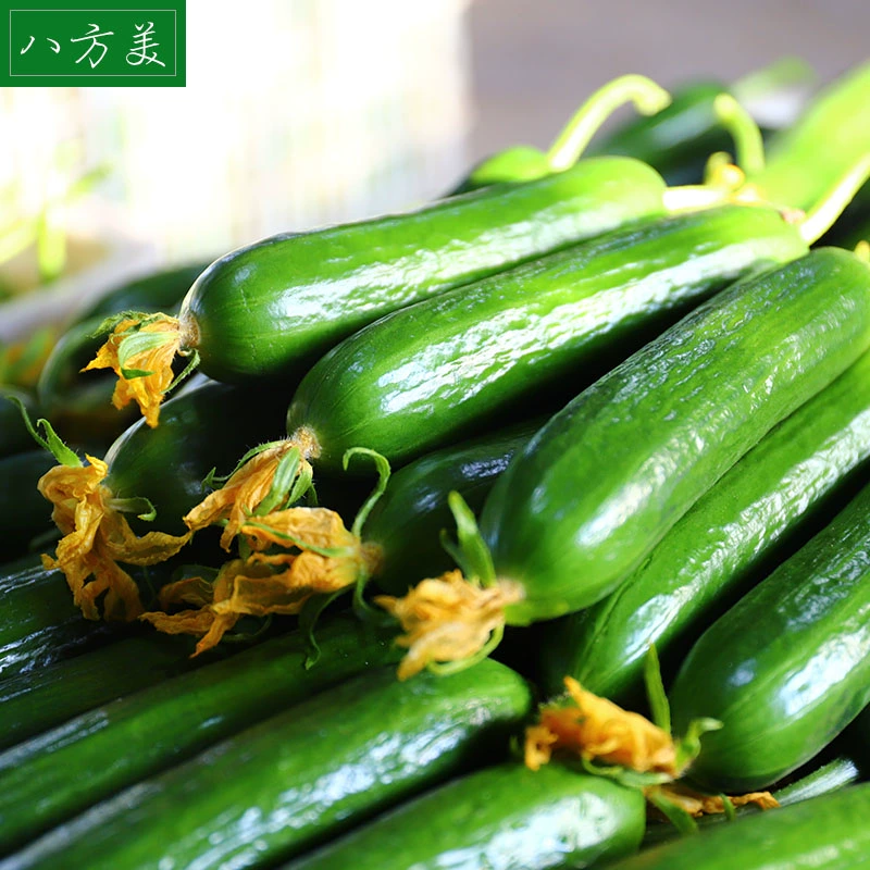 八方美 寿光新鲜水果小黄瓜 5斤 19.8元包邮（需领券） 值值值-买手聚集的地方
