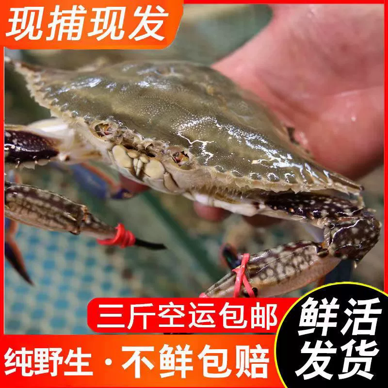 新低！老农欢 鲜活梭子蟹 液氮锁鲜 3斤装 59元包邮 值值值-买手聚集的地方
