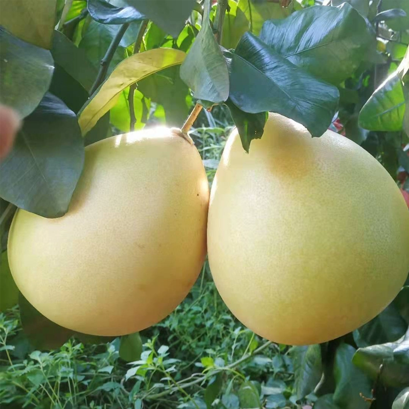 新低！梅州五华 红心蜜柚 6斤礼盒装 19.9元包邮 值值值-买手聚集的地方